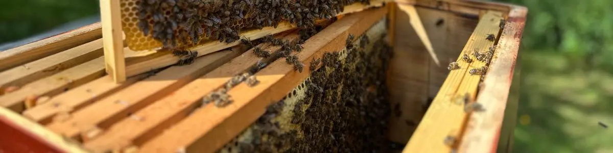 Honeybees working on comb in a hive frame