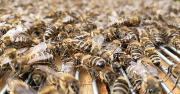 What Feral Bees in California Trees Tell Us About Varroa Resistance