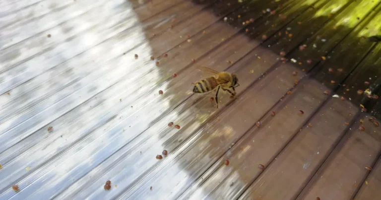 Varroa mite on tester, relevant to Norroa RNAi field trial results