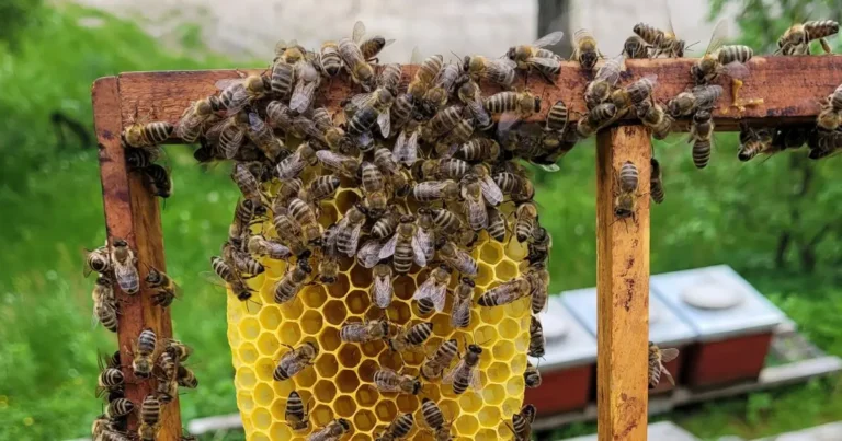 Bees Evolution Brood Honeycomb